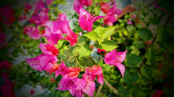 Les Derniers Équipements pour l'Entretien de Piscine